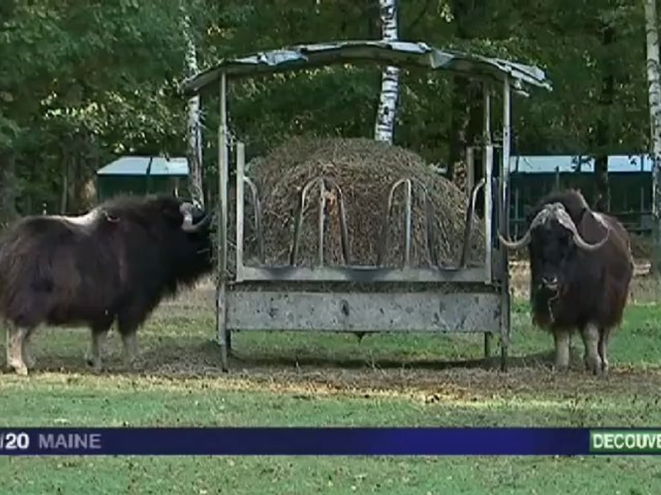 Le boeuf musqué, nouvelle attraction de Pescheray