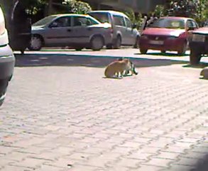 Kedilerin Hırs kavgası