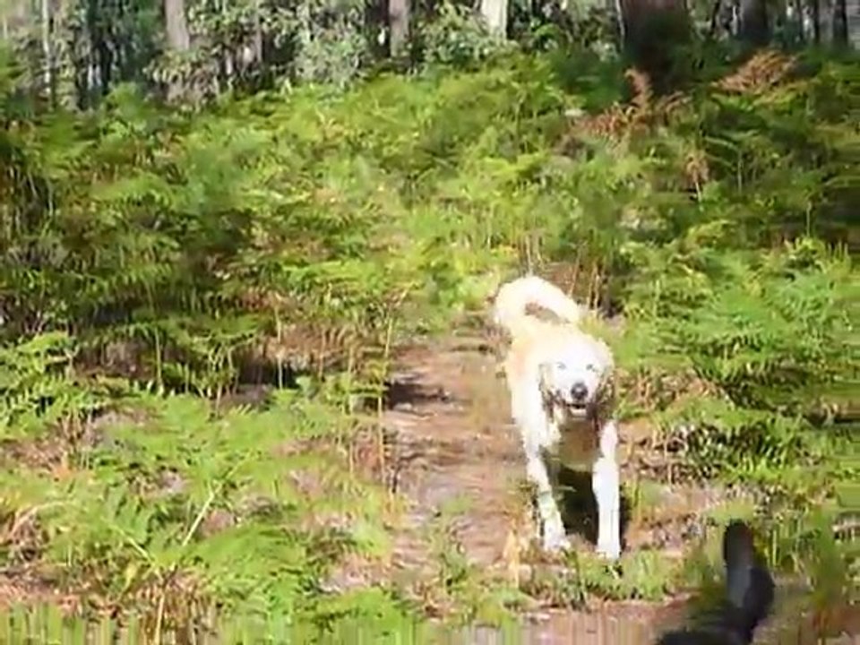 Ruddy dans les bois