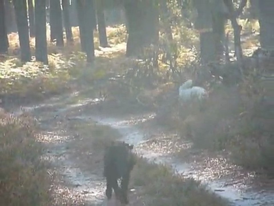 Nouschka dans les bois