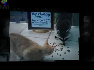 Webpage Google AdWords Professional For Hire