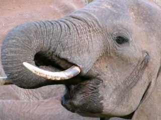 Kenya - Septembre 2011 - Les éléphants