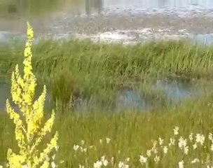 BAYRAMÖREN - ÇAKIRBAĞ KÖYÜ - Göl Yaylası ( Gocagöl )