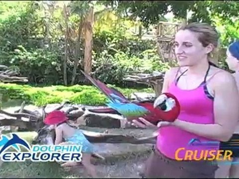 DOLPHION EXPLORER EXCURSION AVEC LES DAUHPIN REQUINS A PUNTA CANA CHEZ NAYARADOU VOYAGES