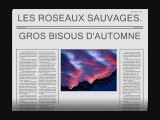 LES ROSEAUX SAUVAGES