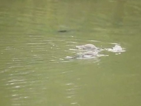 20111010095130 Chevaliers arlequins