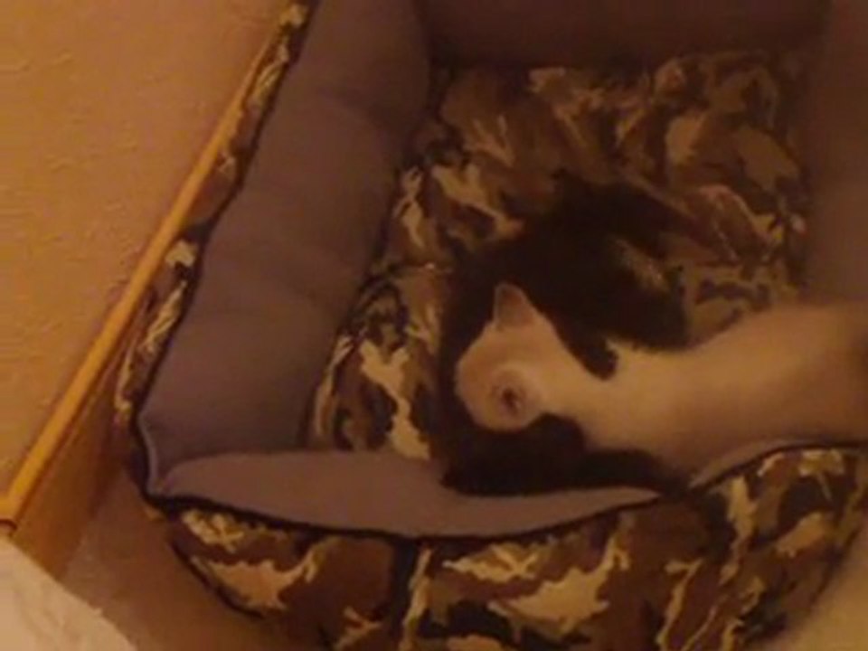 guiniol et ganache contre le dragon,suivit d'une sequence catch entre frere et soeur