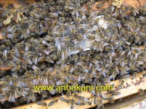 Anasız koloni davranışı ve durumu, arıcılık videoları, Ali Türk.