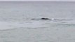 Baleines Franches Péninsule de Valdès