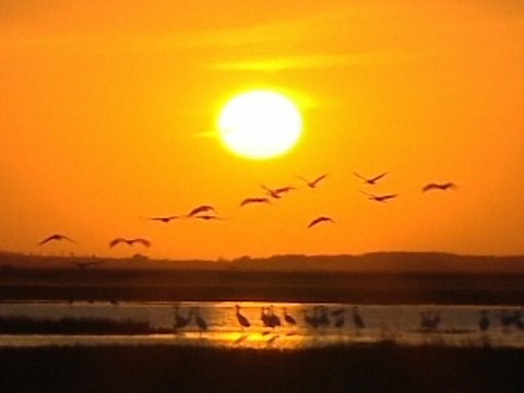Siberian Cranes Migrate to China