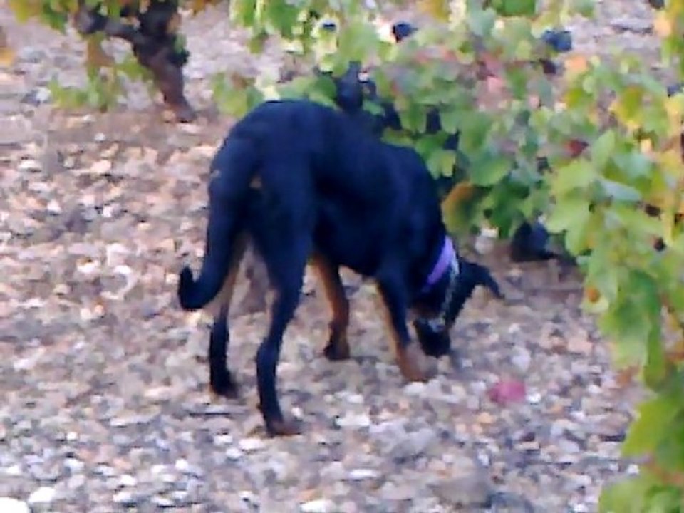 Arès Leelou raisin
