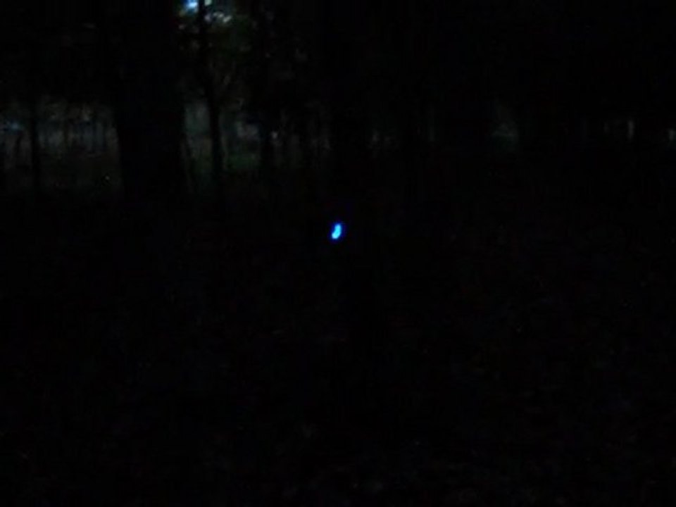 led oiseau