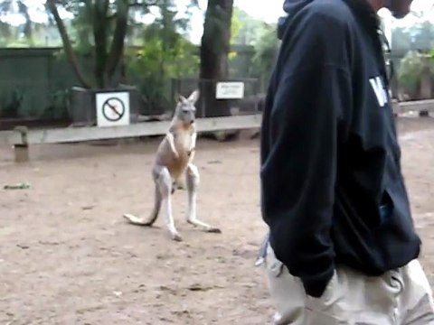 Kangourou Vs. Emeu d'Australie