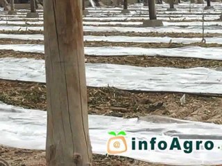 Solarización de invernaderos. Versión actualizada