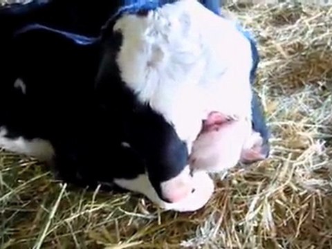 Naissance d'un veau déformé en Utah