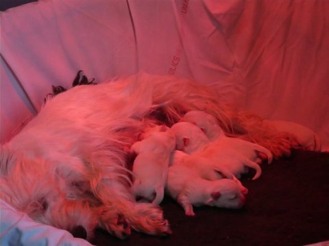 Naissance de 6 chiots WESTIE LOF . 21-10-2011. Elevage familial