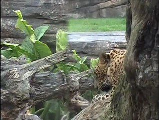 Otoño en Bioparc Valencia