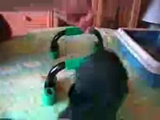 apprendre a son lapin