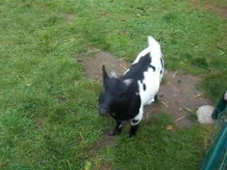 Biquet - Octobre 2011