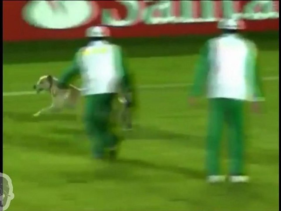 Un chien s'éclate sur un terrain de foot