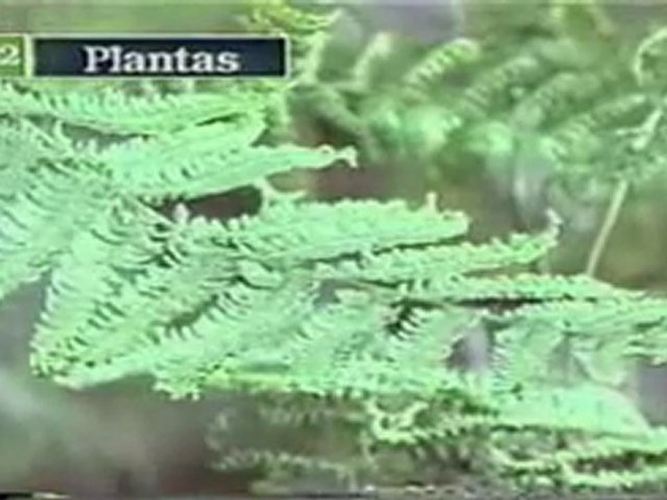 (DVD04) (20) EL AGUA Y LAS PLANTAS 2