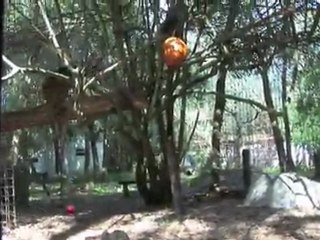BIG CATS vs Pumpkins!