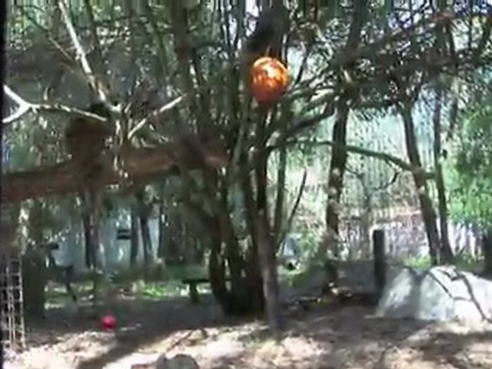 BIG CATS vs Pumpkins!