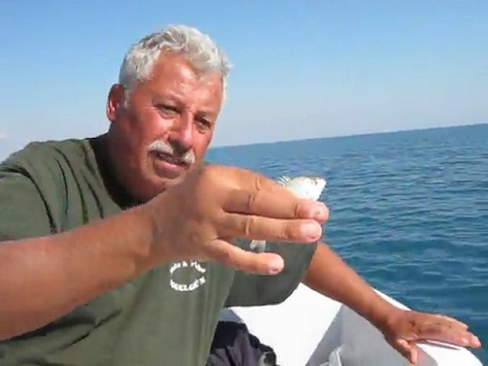 yavru balığı geri suya iyade edilişi