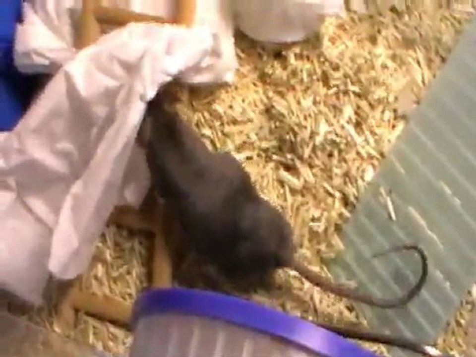 Van Zwolgen's Midnight - En attente de la mise bas