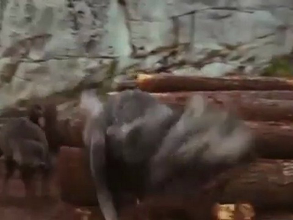 Twilight Breaking Dawn Jacob Trailer