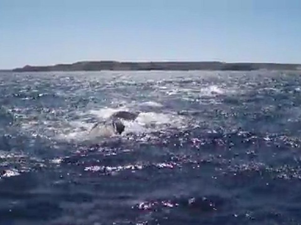 Valdes : baleines franches