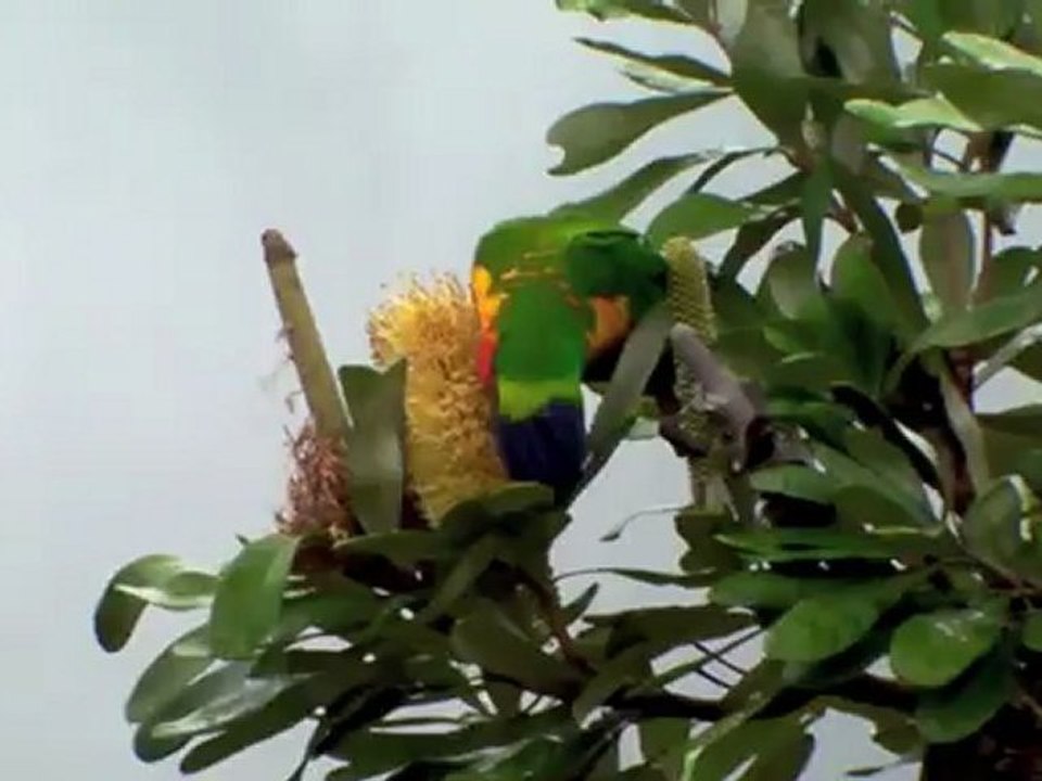 Lorikeet