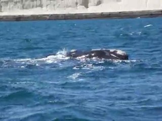 Valdes : baleine franche
