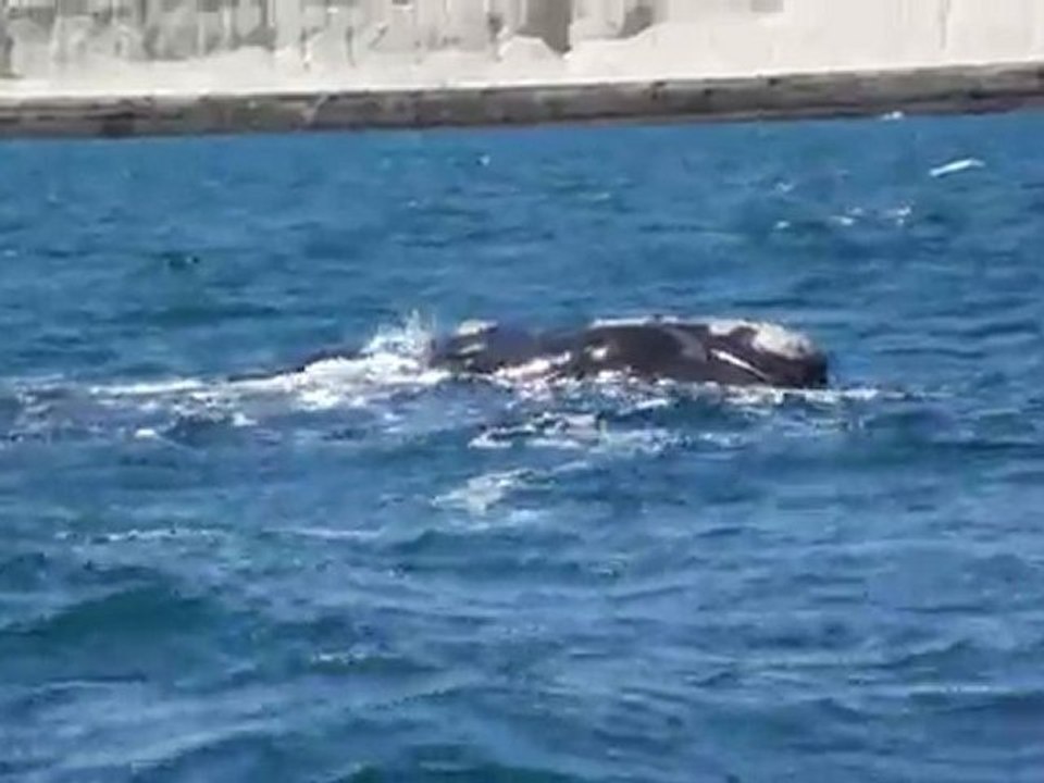 Valdes : baleine franche