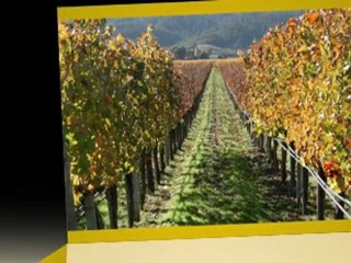 Where to Buy Wine That Tastes Great