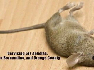 Pest & Termite Control Los Angeles