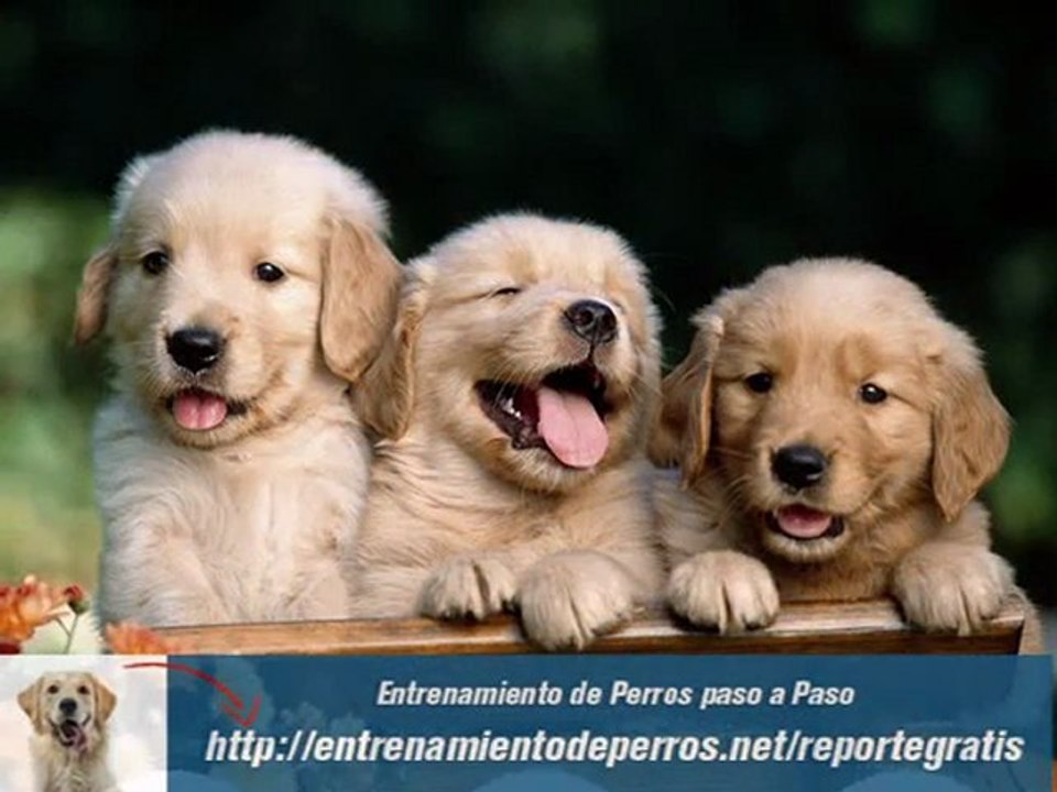 Adiestramiento de Perros y Cachorros
