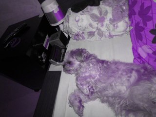 Ma chienne...La meilleure louloute que j'aime ♥