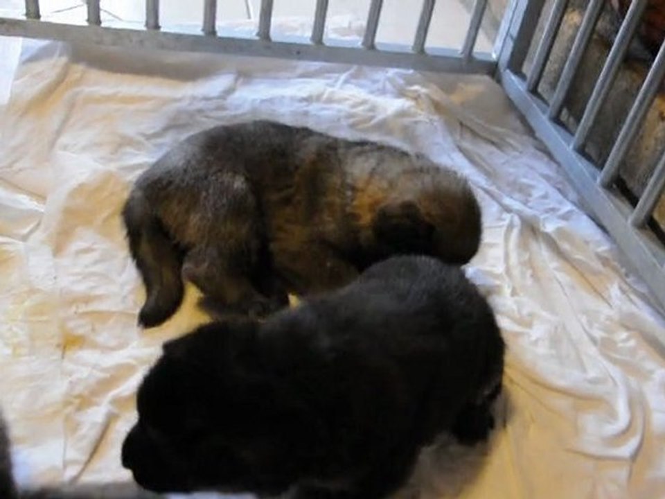 bb de ca¨ra et co¨gone portée 2011 a 21 jours