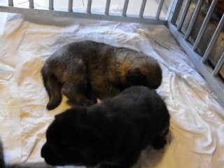 bb de ca¨ra et co¨gone portée 2011 a 21 jours