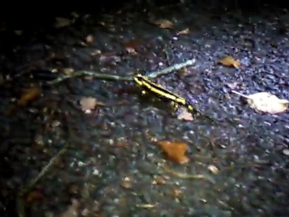 Vidéo0026