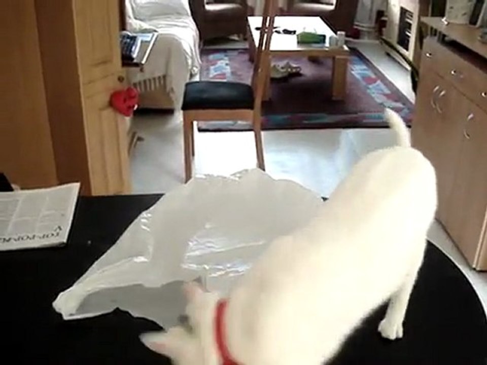 Cat vs Bag