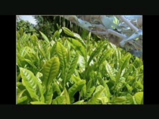 Yağmurun Memleketi Rize