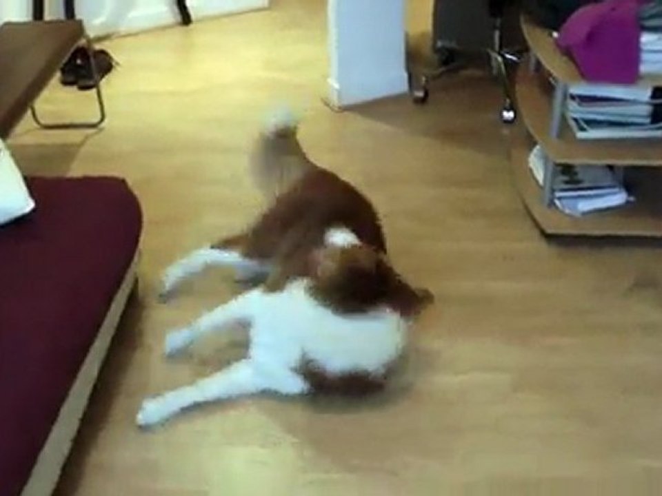 Education canine : Apprendre des tours à son chien !