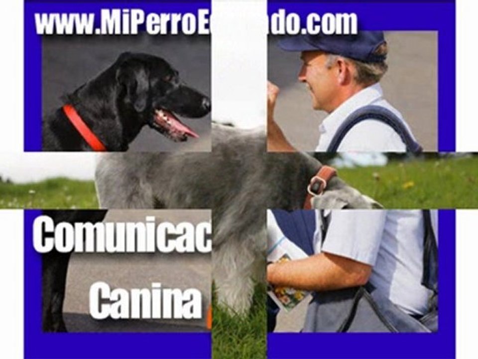 Como Adiestrar Perros Consejos 1 al 5