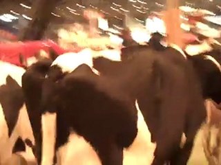 Camélia la vache bretonne débarque au salon de l'agriculture à Paris