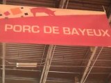 Cinq petits cochons de Bayeux et leur mère arrivent Porte de Versailles