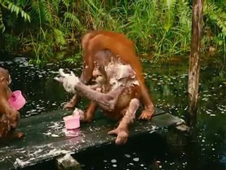 Born To Be Wild 480p