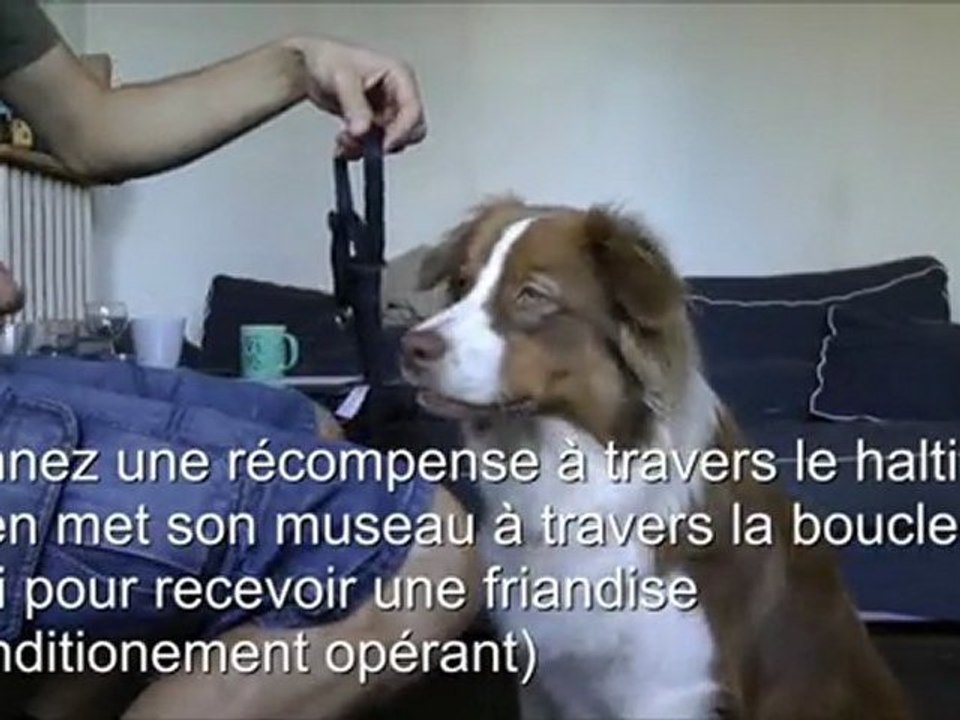 Conditionner une réponse émotionnelle. Port d'une muselière...