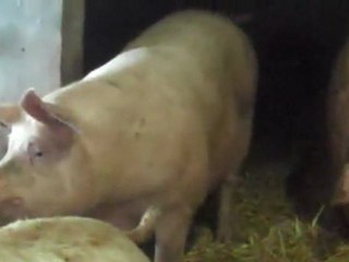 Les avantages de la gestation des truies sur paille